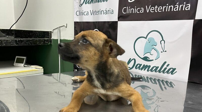 Bem-estar animal resgata filhotes abandonados na Margem Esquerda