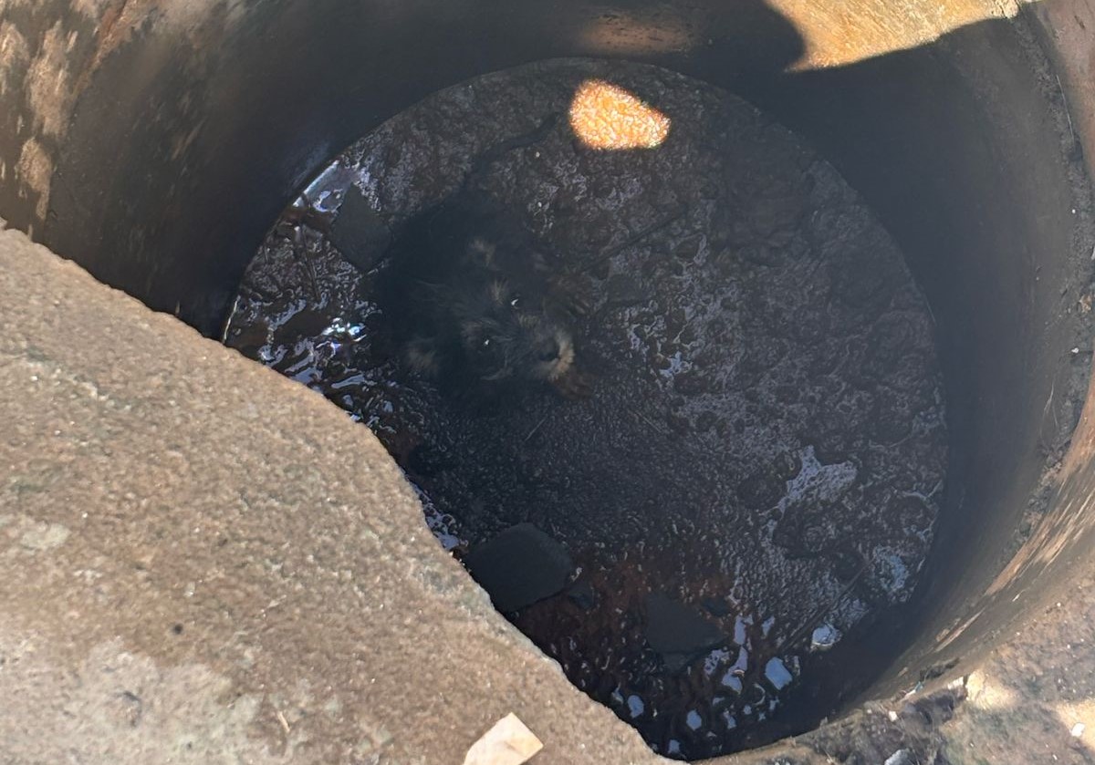Bombeiros Voluntários resgatam filhote de cachorro que caiu em bueiro em Ilhota
