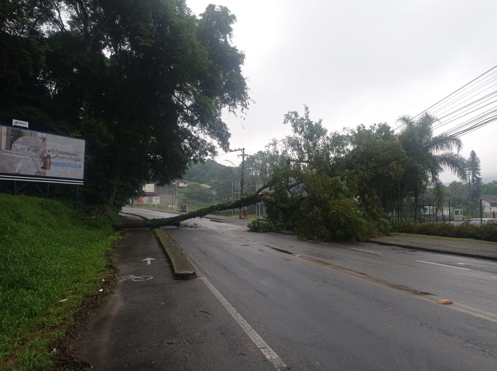 Queda de árvore interrompe trânsito próximo ao SESI em Blumenau