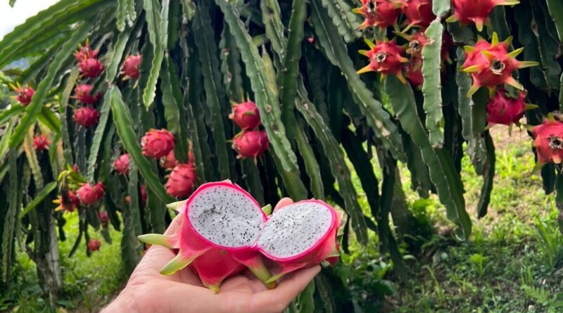 Família de Gaspar colhe três toneladas de Pitaya anualmente