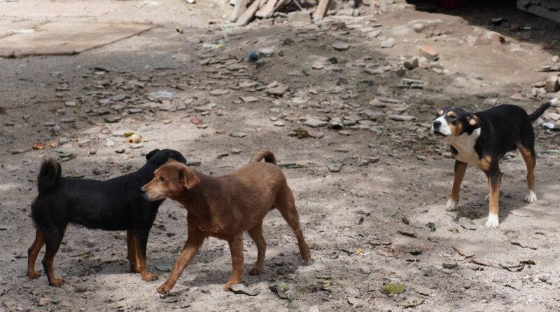 Diretoria de Bem-Estar Animal já encaminhou mais de 50 animais para adoção