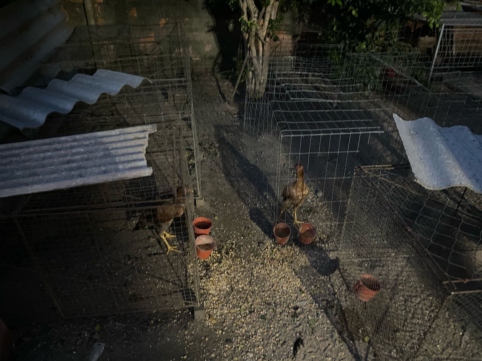 Polícia Civil identifica criação de galos em situação de maus-tratos e espaço que sugere arena para rinha em Gaspar