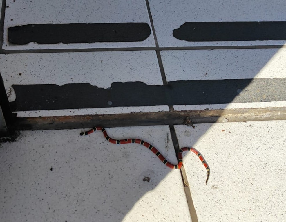 Cobra coral é capturada em loja na rua Industrial José Beduschi, no Centro de Gaspar