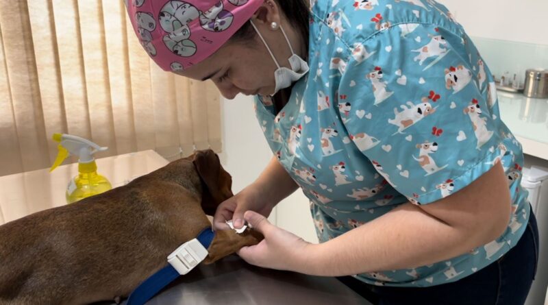 Projeto apoiado pelo Governo de SC garante castrações em Gaspar