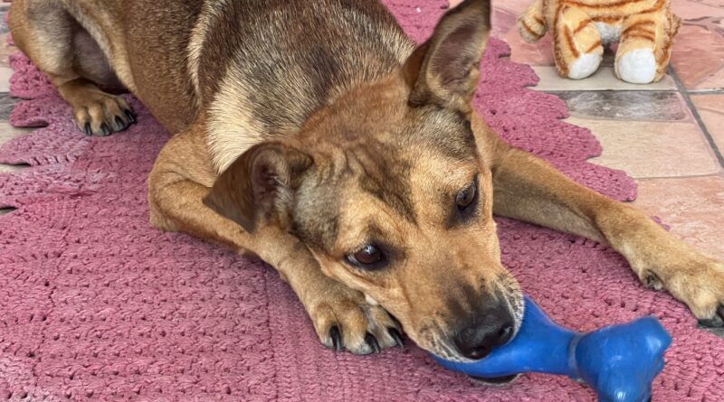 Gaspar promove a Campanha do Agasalho PET