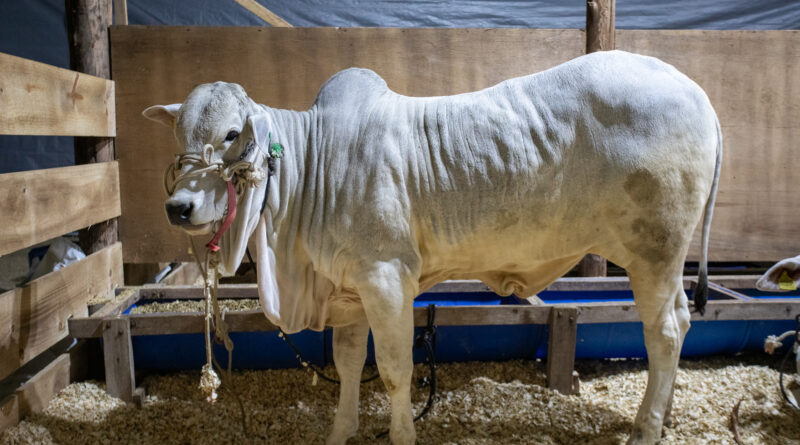 Prefeitura de Gaspar abre credenciamento para transporte de animais na ExpoFeira 2025