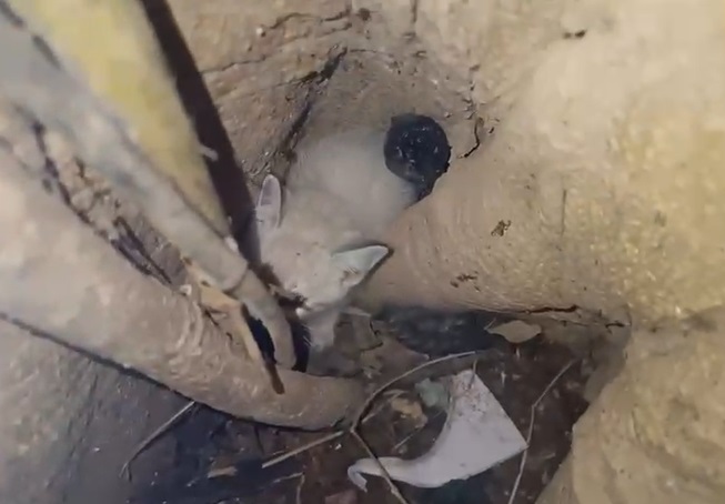 Gato abandonado é resgatado em fenda de árvore pelos Bombeiros Voluntários de Ilhota