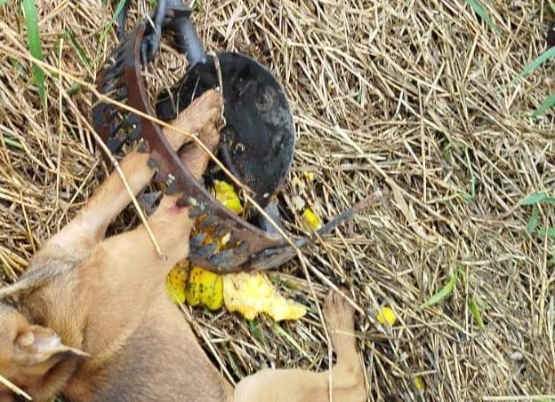 Bombeiros de Gaspar resgata cachorro que ficou preso em armadilha no bairro Figueira