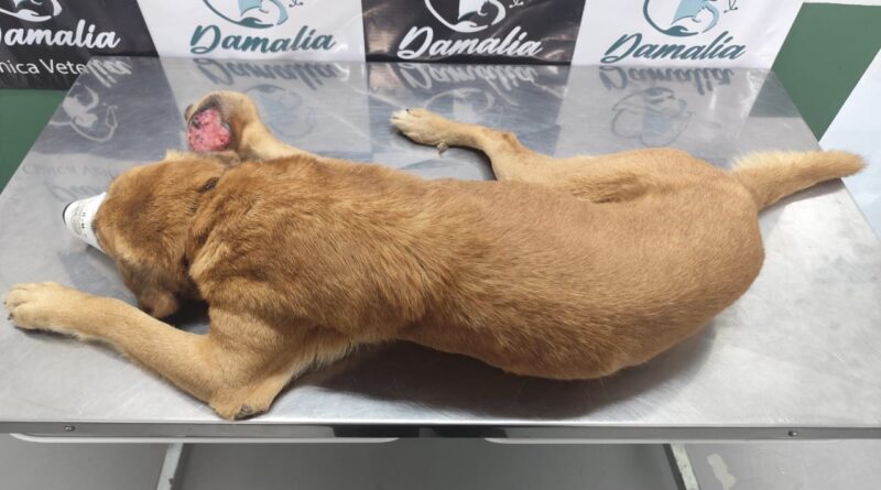 Prefeitura de Gaspar resgata cachorro vítima de maus-tratos