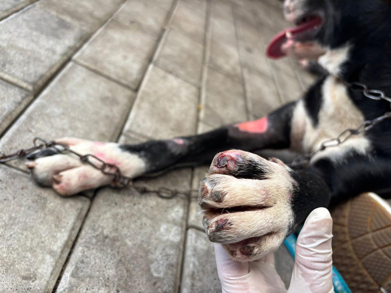 Polícia civil prende homem que arrastou cachorro por 1 km amarrado em caminhão